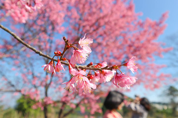 wind himalayan cherry or prunus cerasoides or sakura