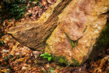 L'esprit de la forêt bretonne endormie: roche et mousse - Bretagne schlafender Waldgeist aus Felsen und Moos