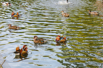 Birds in a pond. The Conservatory and Botanical Garden of the City of Geneva