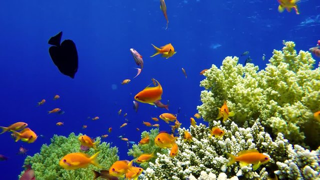 Beautiful corals. Underwater life in the ocean. Tropical fish. 

