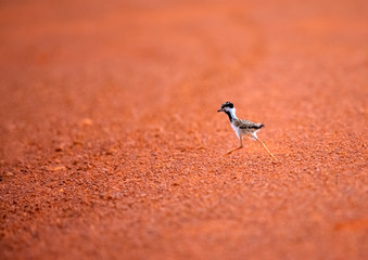 First step of a little bird on the red dirt.