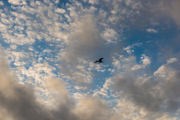 One seagull silhouette against cloudscape with many small clouds