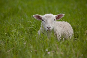 Naklejka na ściany i meble weißes Lamm liegt in hohem grünen Gras, blickt in die Kamera