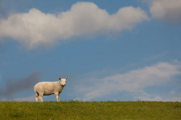weißes Schaf auf einer Deichkrone unter lebhaftem blauen Himmel mit weißen Wolken