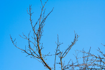 tree branches and blue sky background