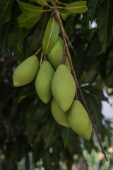 six green mangoes on mango tree