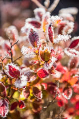 Frost ice crystals on many blueberry leaves on bush in soft yellow sunlight