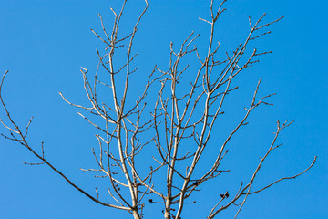 Branches of ash on a blue sky background