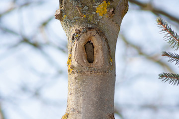tree cut off the branch