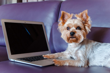 It s time for business. Little beautiful yorkshire terrier using laptop while lying down on the...