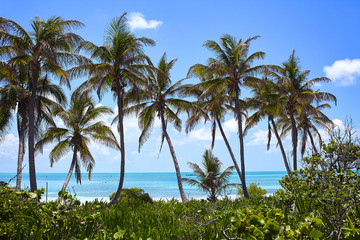 Plakat Tropical landscape on the caribbean coast