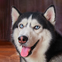 Happy muzzle dog husky. Siberian husky, cute pet smiling. Cheerful husky black and blue color with blue eyes.