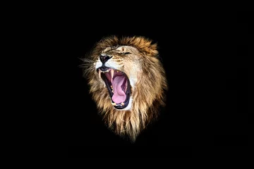 Foto op Plexiglas het gebrul van de leeuw, het brullen van de leeuw, het portret van de leeuw © Savory