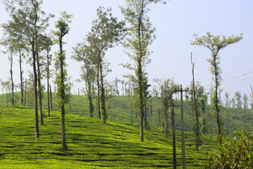 Tea fields in Karnataka, India