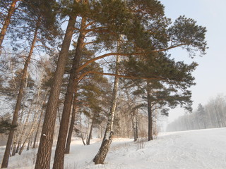 Пригородный бор