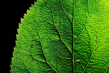texture marco green leaf / fresh spring background green nature leaf tree structure