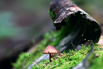 moss macro spring / natural spring background with rays of sun moss nature
