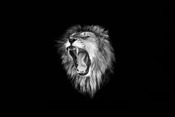 Poster de leeuw brul, leeuw brul, leeuw portret © Savory