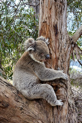 Sleepy koala on the tree