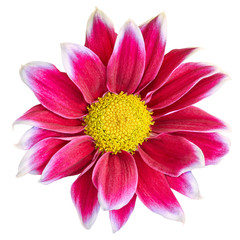 Indoor  flower red-white Chrysanthemum  with yellow center,  isolated on white background. Close-up.  Element of design.
