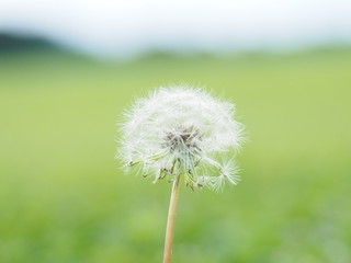 草原に咲くタンポポの綿毛