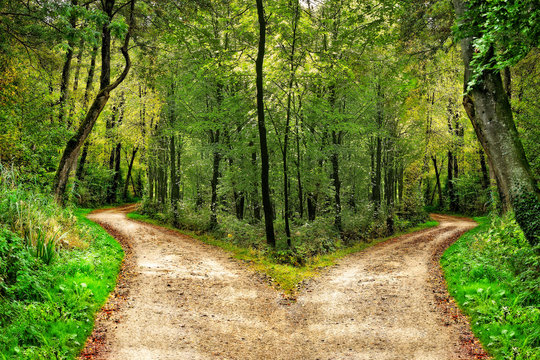 Wald mit Wegen in zwei Richtungen