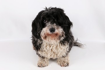 kleiner havaneser sitzt im studio und schaut zur kamera hinauf