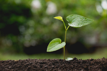 Green young plant growing in soil on nature background