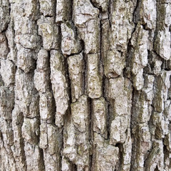 Aged rustic tree bark texture background