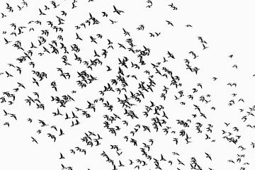 silhouettes of a flock of birds on a white background isolate - Powered by Adobe