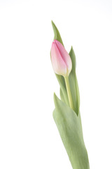 Tulipán de color rosa sobre fondo blanco