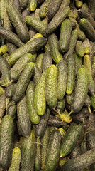 Lot of cucumbers at market place