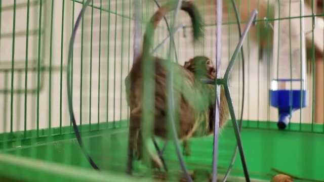 Chilean squirrel spinning in the wheel in its cage.