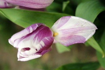 Fototapeta premium tulip