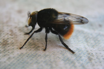 bumblebee