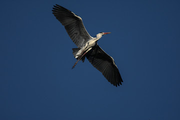 Fototapeta na wymiar gray heron - a beautiful bird, and a great aviator and hunter