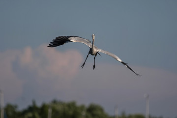 gray heron - a beautiful bird, and a great aviator and hunter