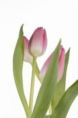 Tulipanes de color rosa sobre fondo blanco