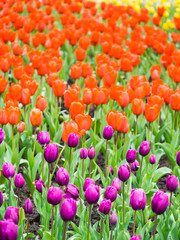 Field of tulips