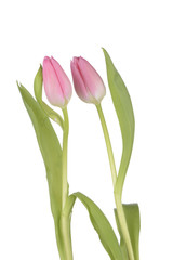 Tulipanes de color rosa sobre fondo blanco
