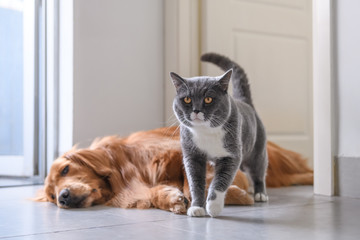 Golden Retriever and Cat