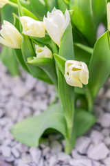 white tulips in bloom