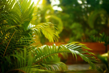 Fototapeta na wymiar Palm trees in the tropics