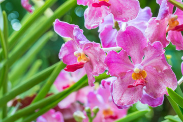 Pink orchids, Mokara, Vanda.