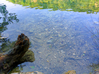 Fish in crystal clear blue water
