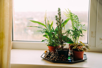 flowers on the window of spring the morning