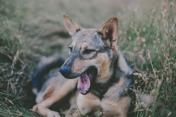 Dog lick your mouth happy.
