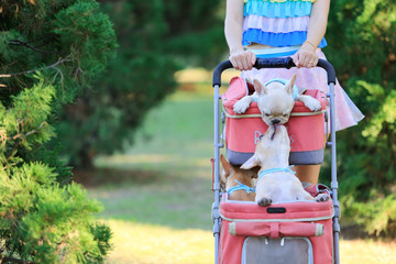 Cute little French bull dog with happy owner playing at the park in summer. Young Asian woman...