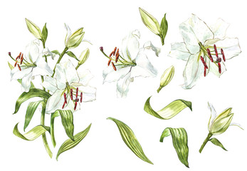 Watercolor set of white lilies, hand drawn botanical illustration of flowers isolated on a white background.