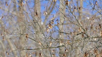 winter snowy landscape